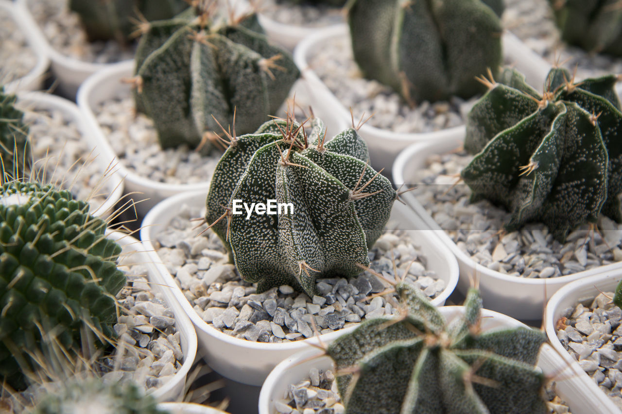 CLOSE-UP OF SUCCULENT PLANTS