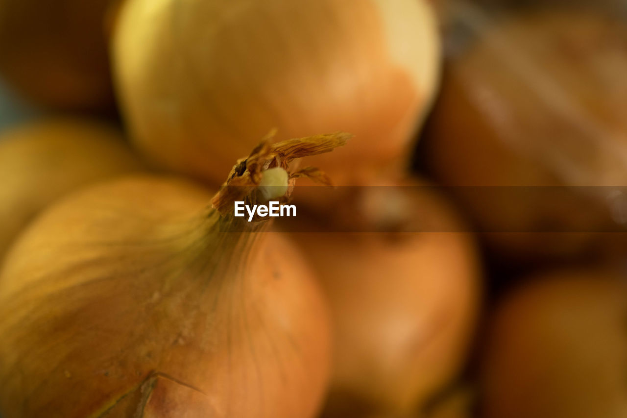 Close-up of onions