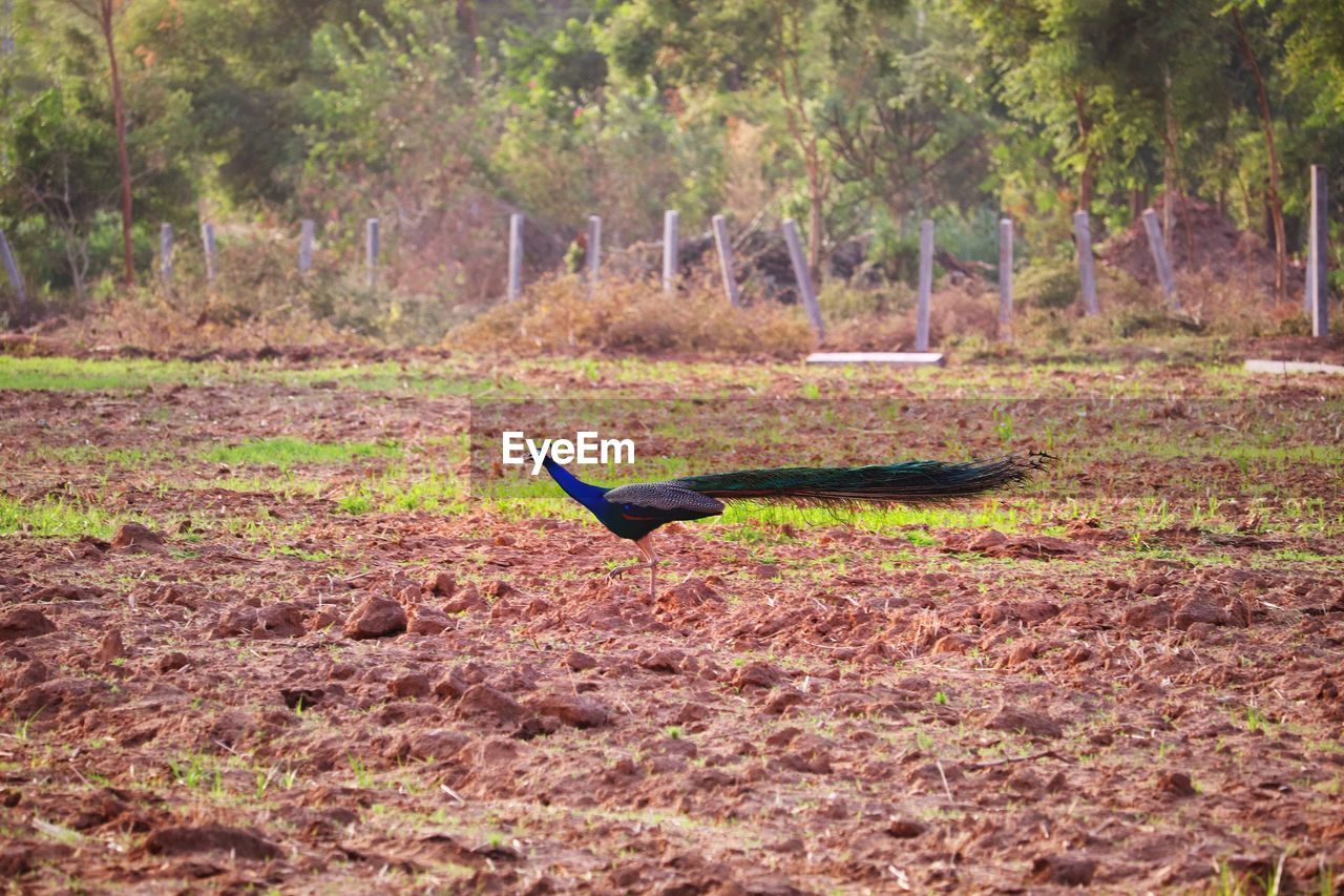 SIDE VIEW OF A BIRD ON FIELD