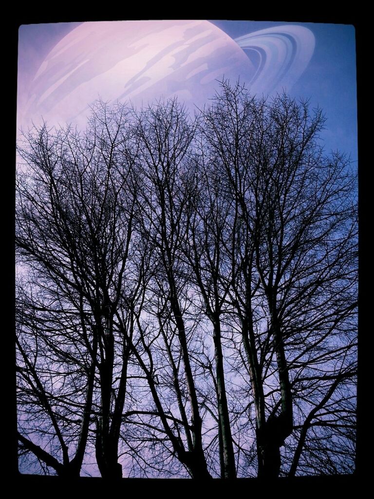 LOW ANGLE VIEW OF BARE TREES AGAINST THE SKY