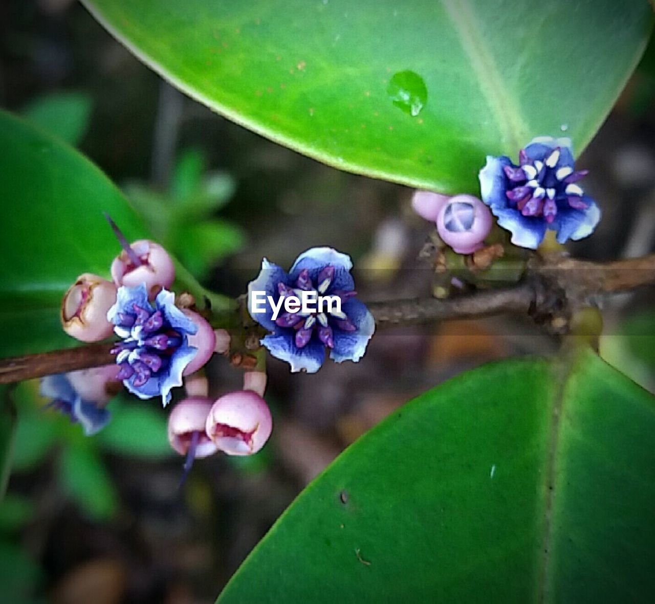 CLOSE-UP OF WATER DROPS ON FLOWERS