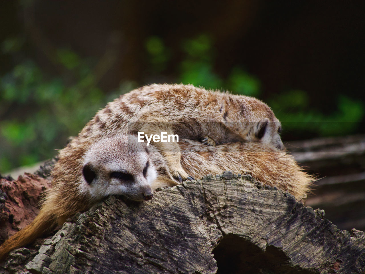 Close-up of meerkats on wood sleeping