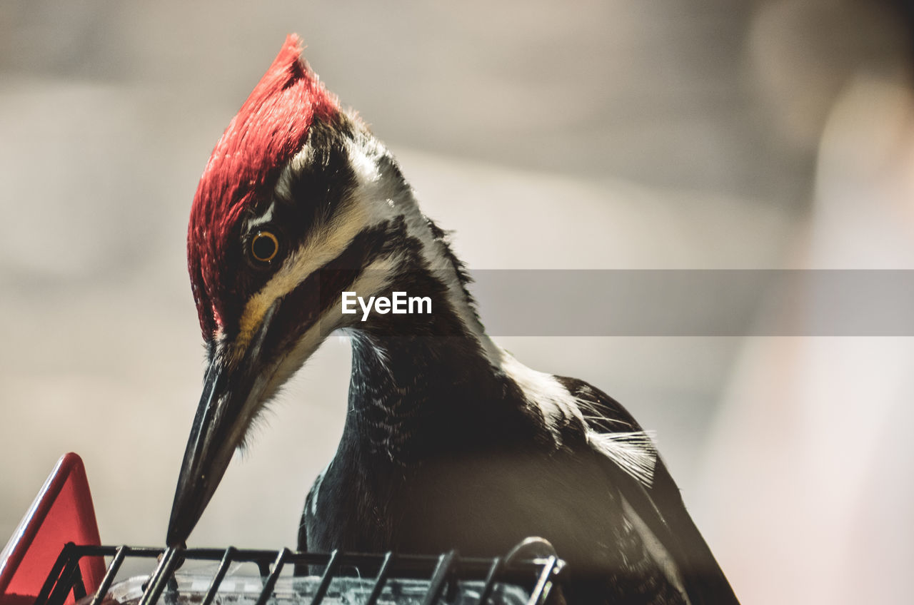 CLOSE-UP PORTRAIT OF BIRD