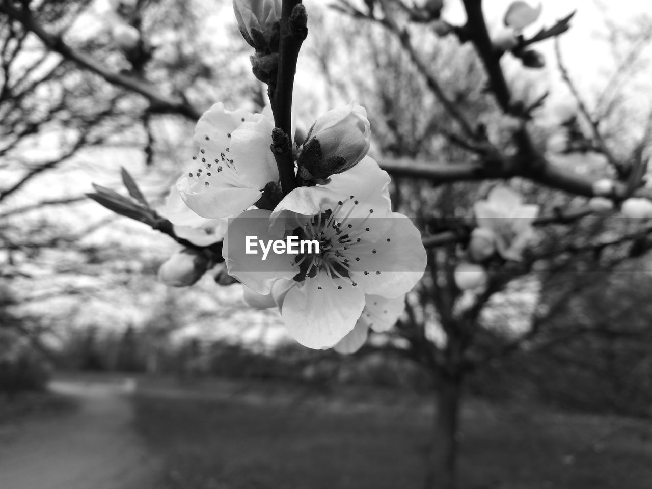 CLOSE-UP OF FLOWERS ON BRANCH