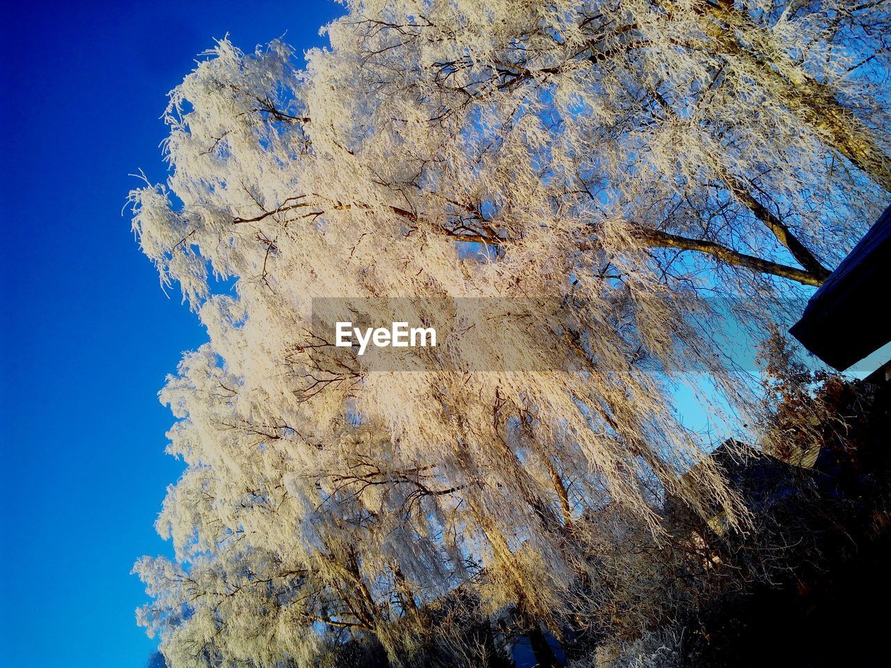 CLOSE-UP OF TREE AGAINST BLUE SKY