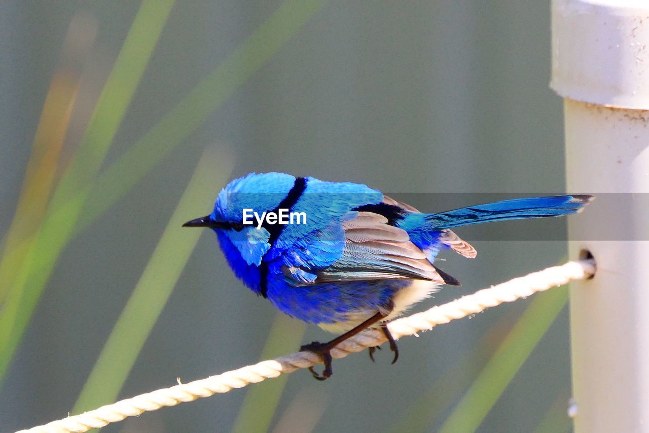 BLUE PERCHING ON A BIRD