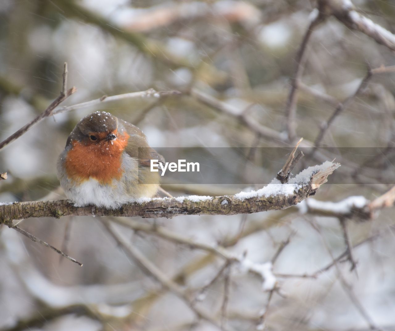 Close-up of robin perching on branch during winter