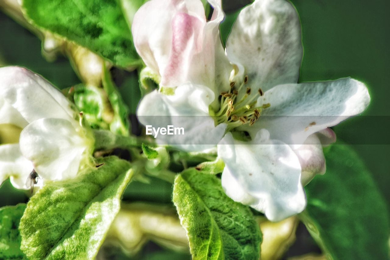 CLOSE-UP OF FLOWER PLANT