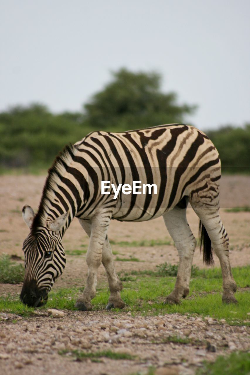Side on portrait of wild burchell's zebra equus quagga burchellii grazing etosha namibia.