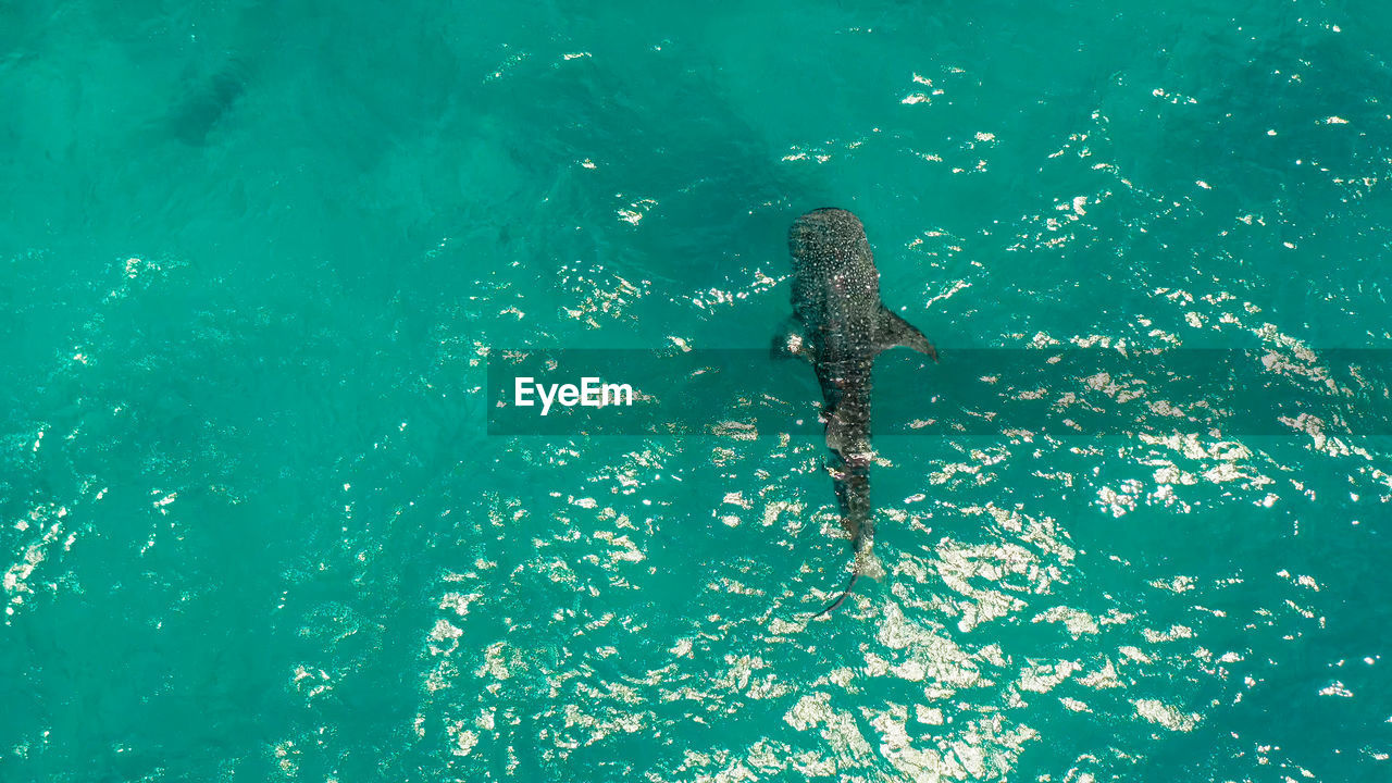 Place to snorkel and scuba drive and whale shark watching, top view, oslob, philippines. 