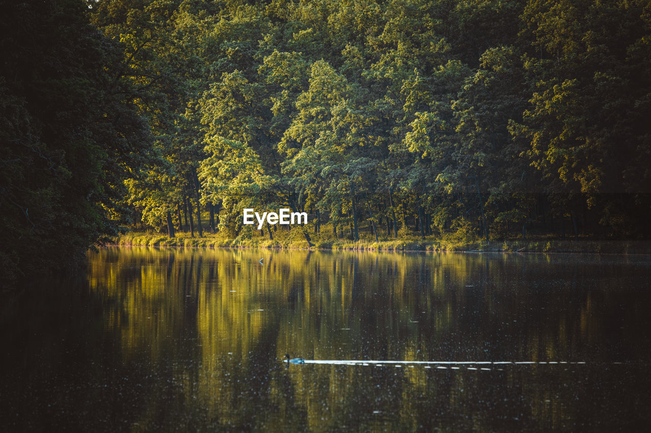 VIEW OF TREES IN LAKE