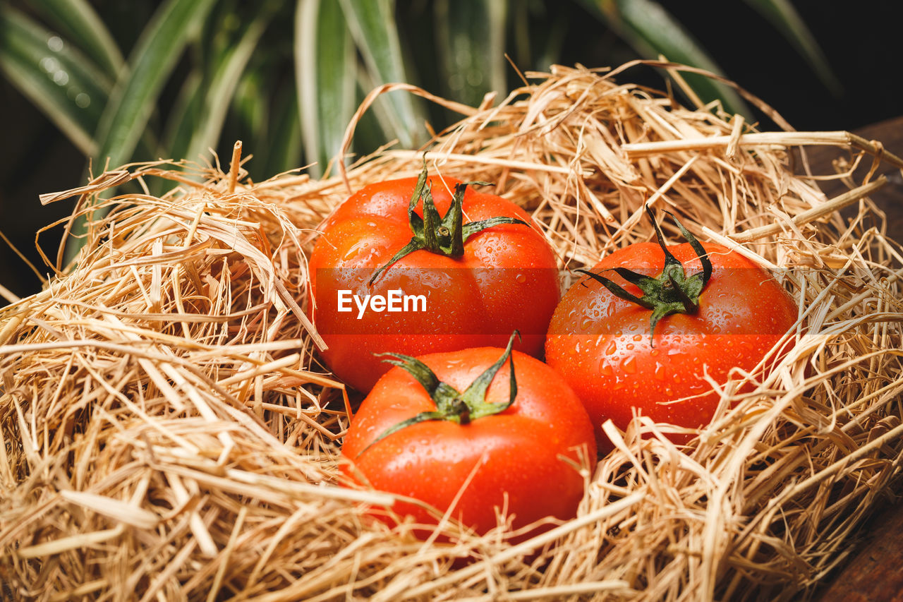 food, food and drink, healthy eating, fruit, freshness, plant, vegetable, wellbeing, no people, tomato, close-up, nature, produce, hay, agriculture, orange color, red, organic, outdoors, harvesting