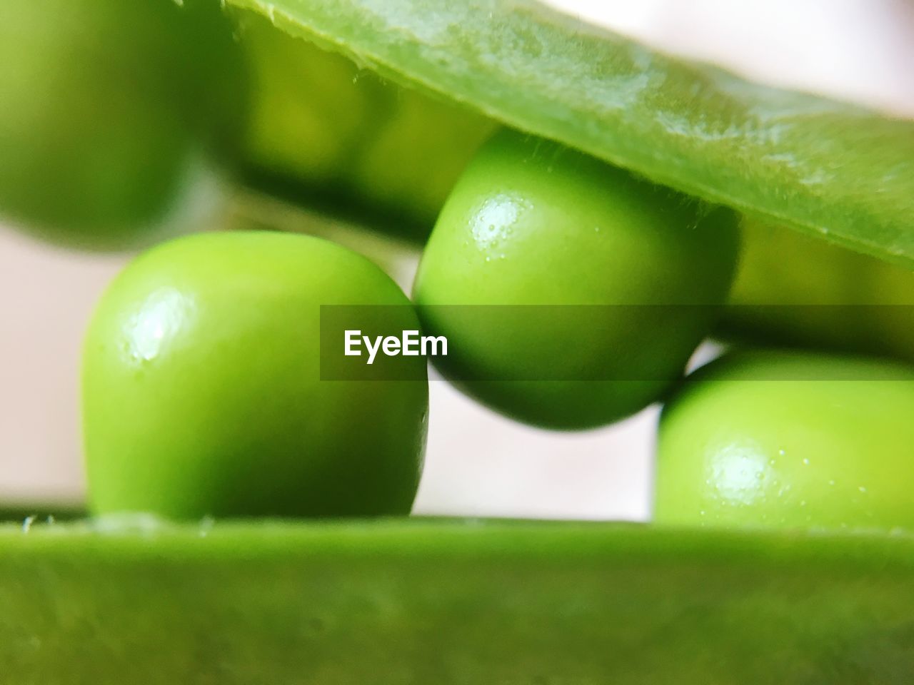 CLOSE-UP OF FRESH GREEN FRUITS