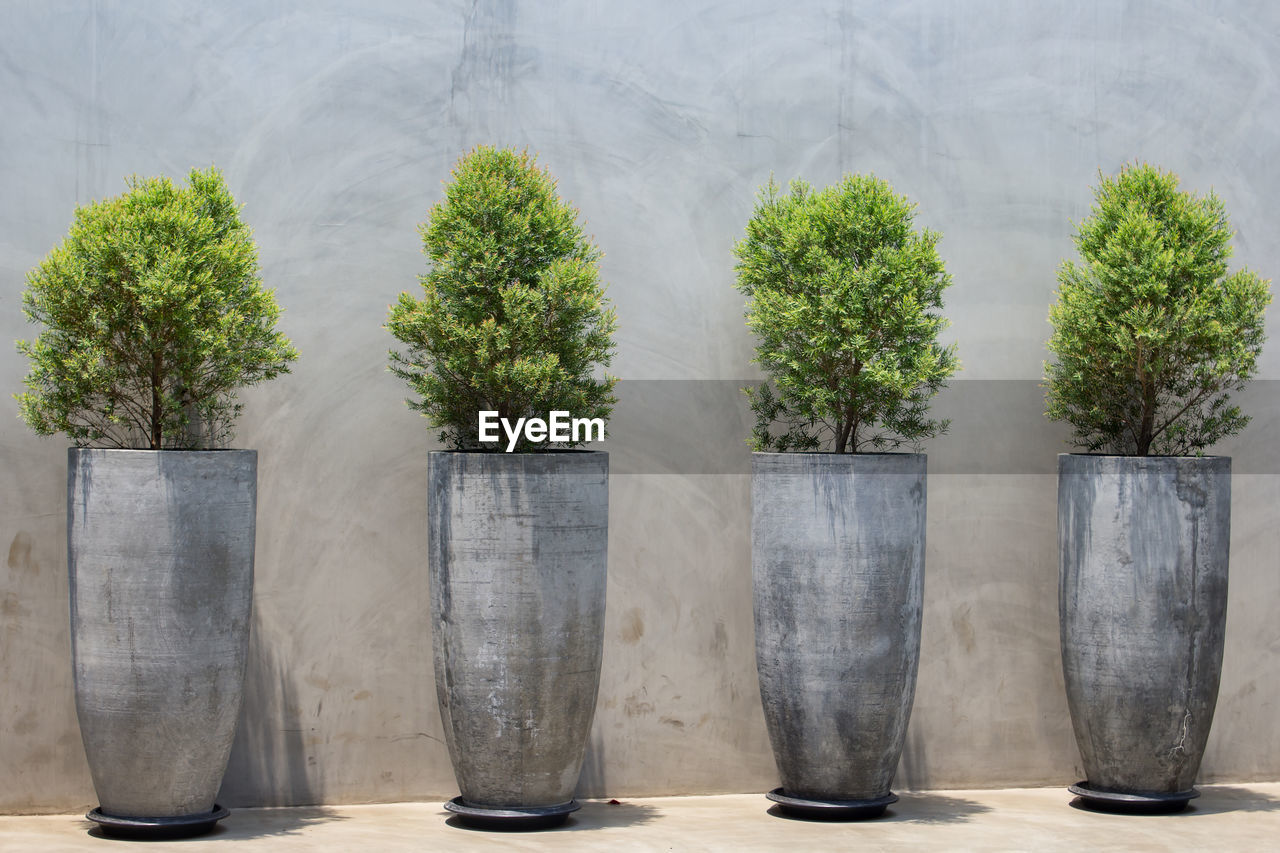 Pine tree seedlings on bare plaster concrete wall