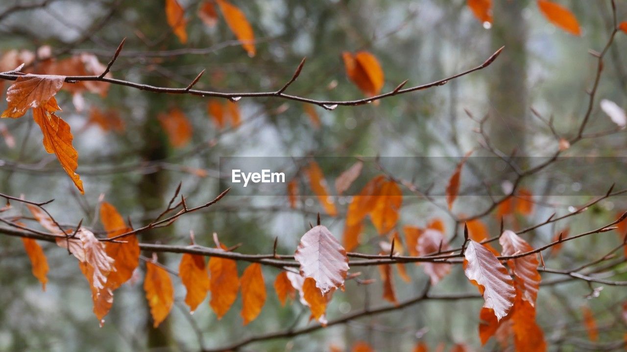 tree, autumn, branch, plant, nature, leaf, plant part, twig, focus on foreground, beauty in nature, no people, outdoors, orange color, day, tranquility, flower, sunlight, spring, forest, selective focus, close-up, environment, land