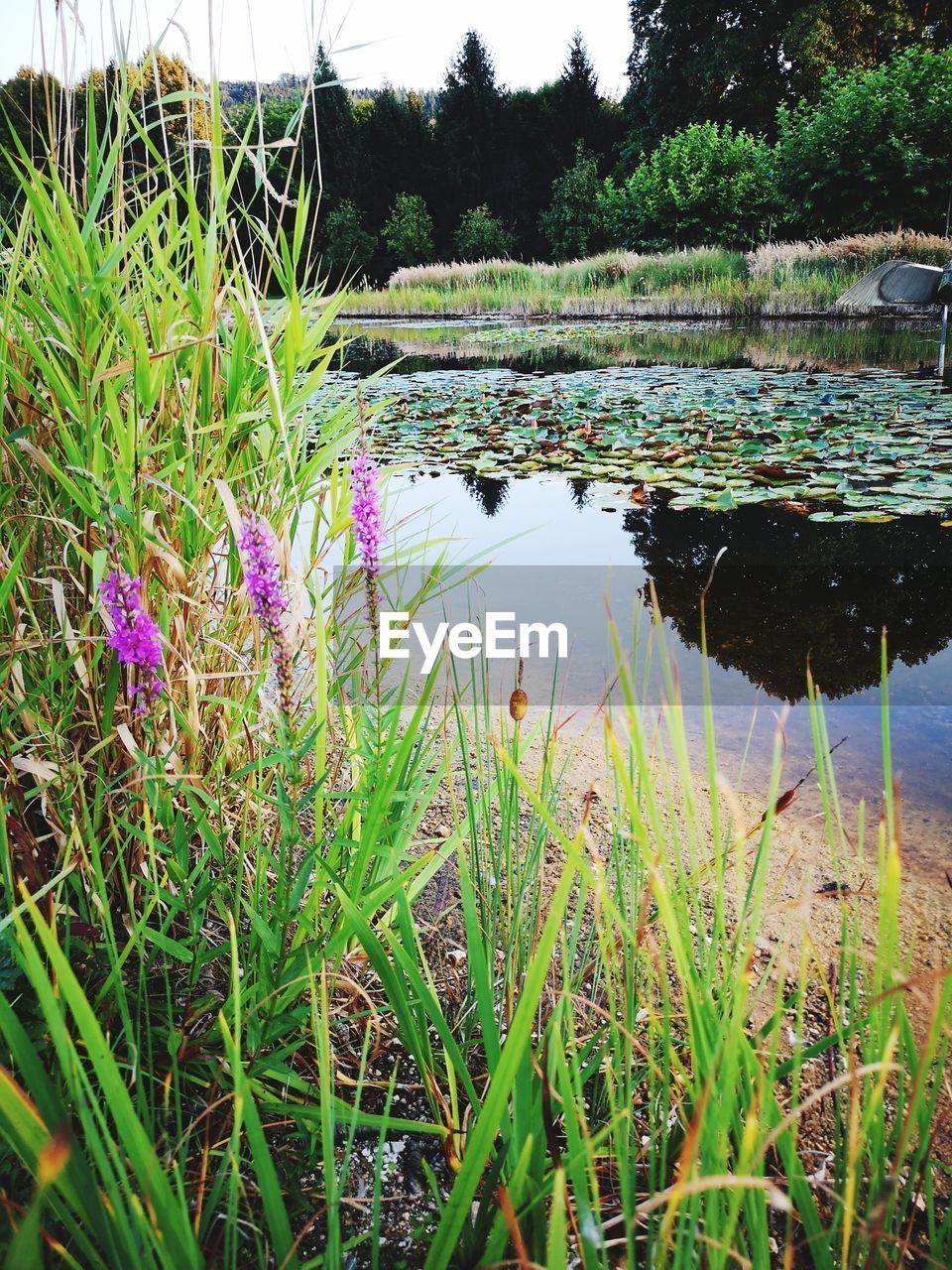 SCENIC VIEW OF LAKE AND PLANTS AGAINST TREES