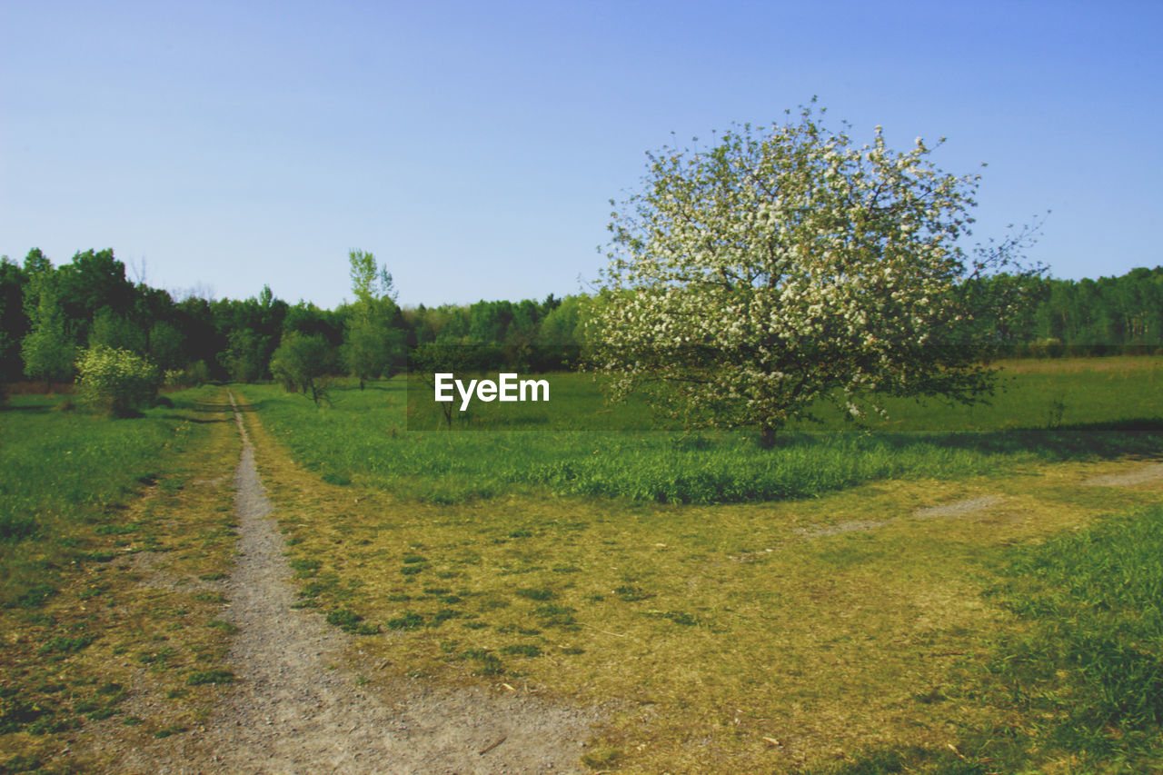 SCENIC VIEW OF LANDSCAPE AGAINST CLEAR SKY