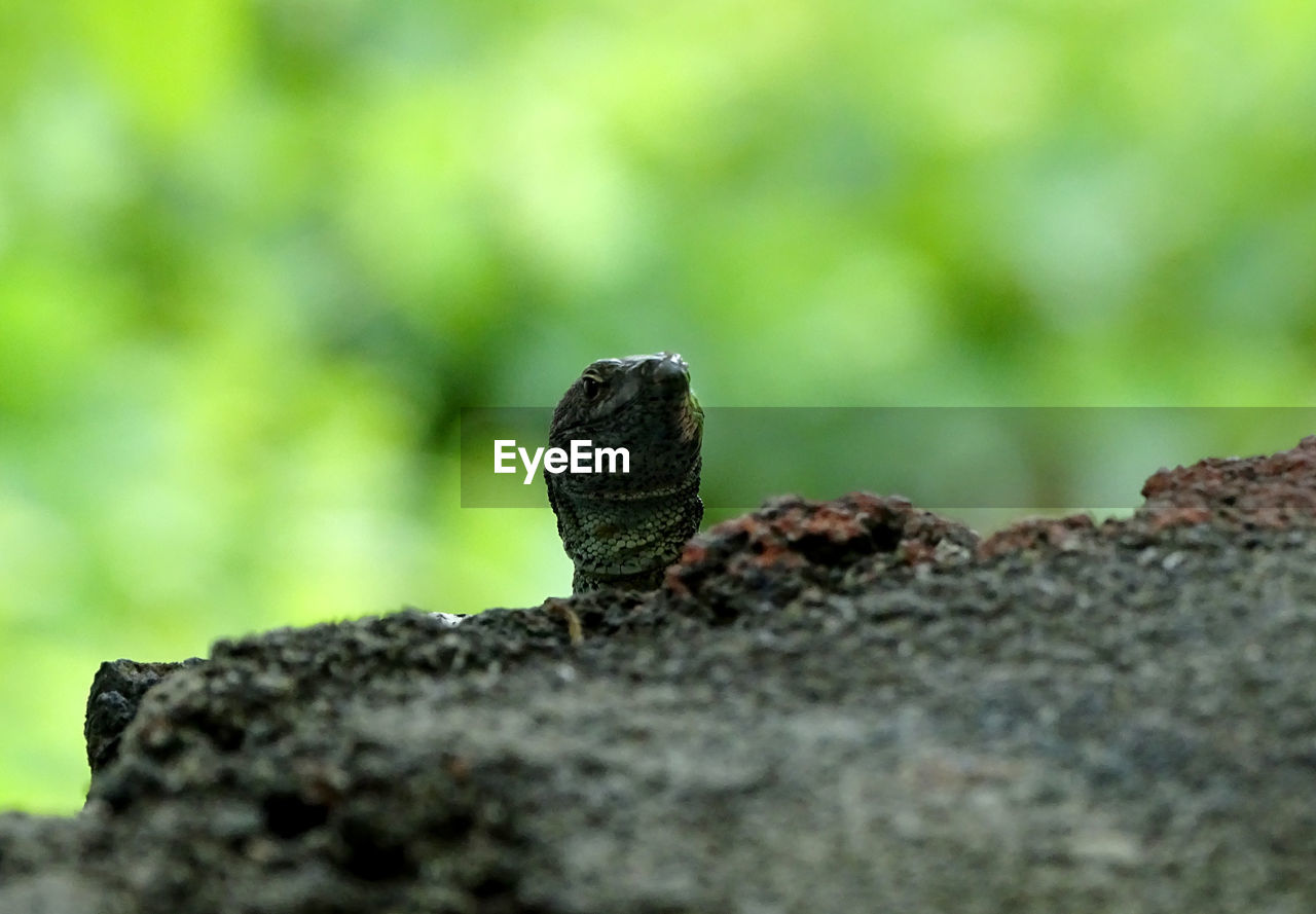 CLOSE-UP OF SNAKE ON ROCK