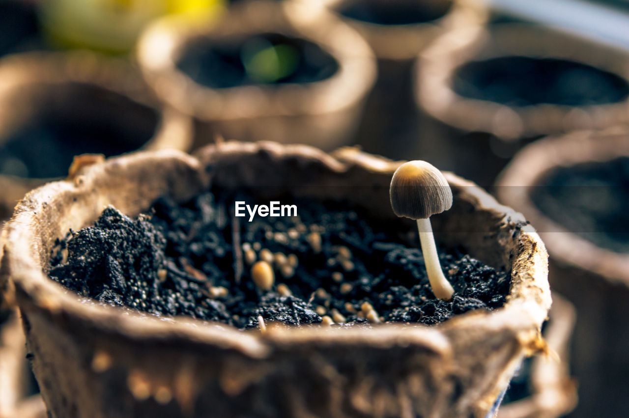Close-up of mushroom against blurred background