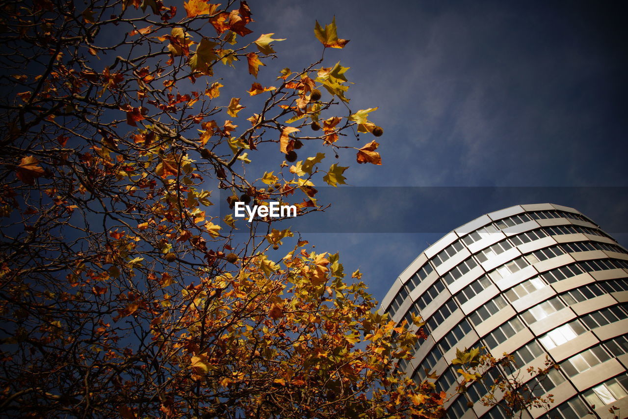 Low angle view of autumn tree and modern building against sky