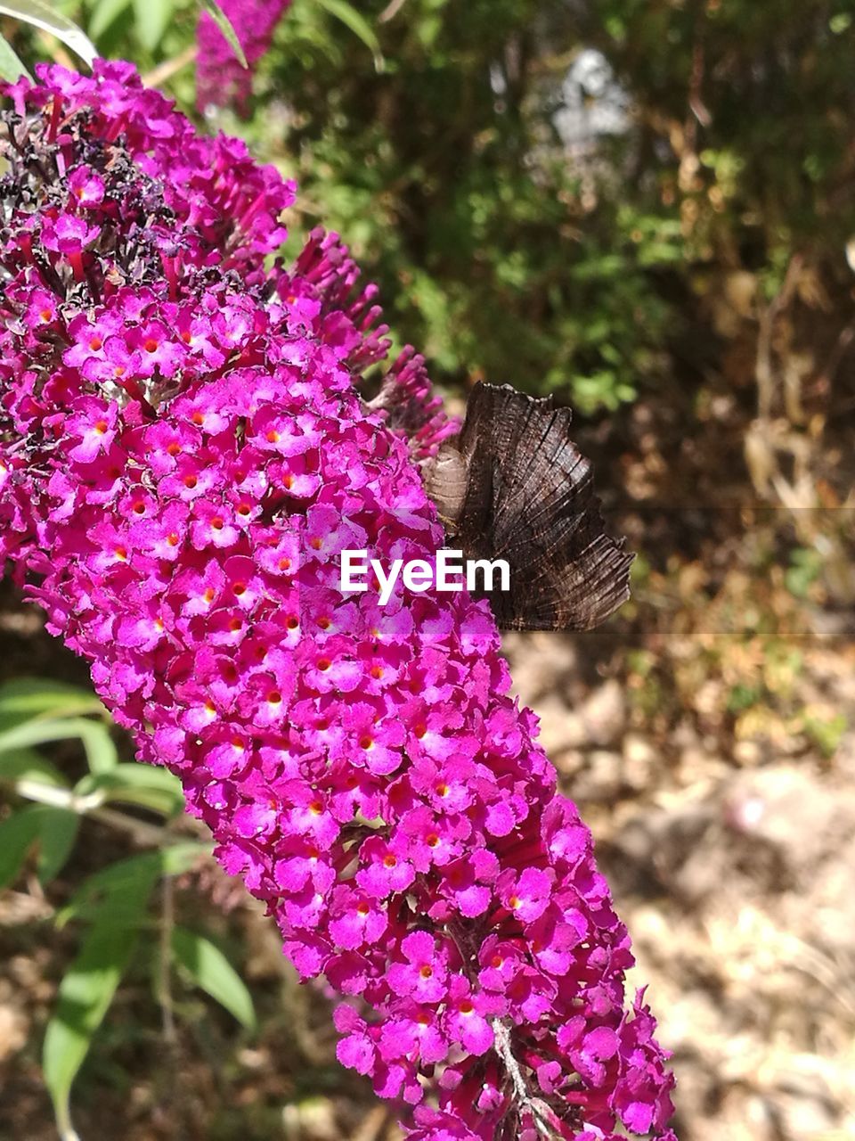 CLOSE-UP OF BUTTERFLY POLLINATING ON PINK FLOWERING PLANT