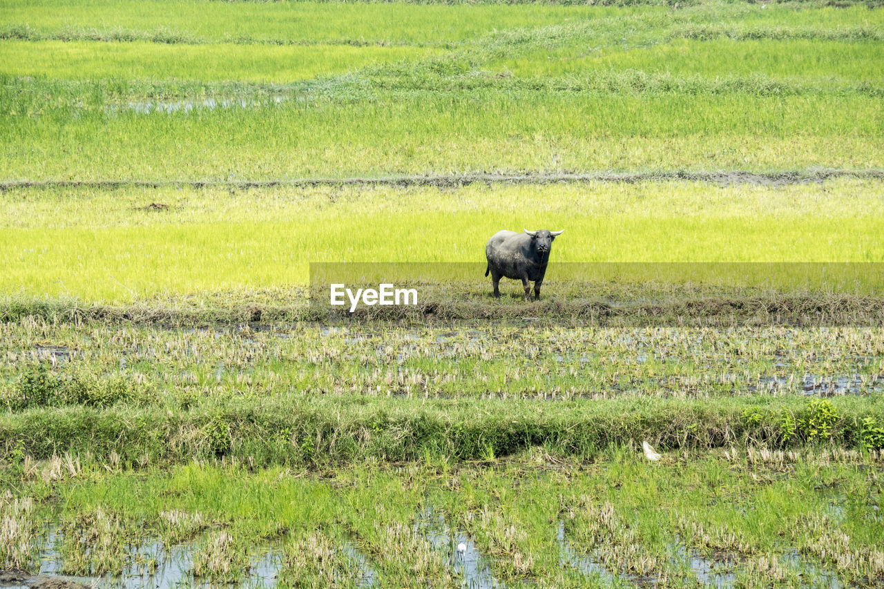 HORSE STANDING IN FIELD