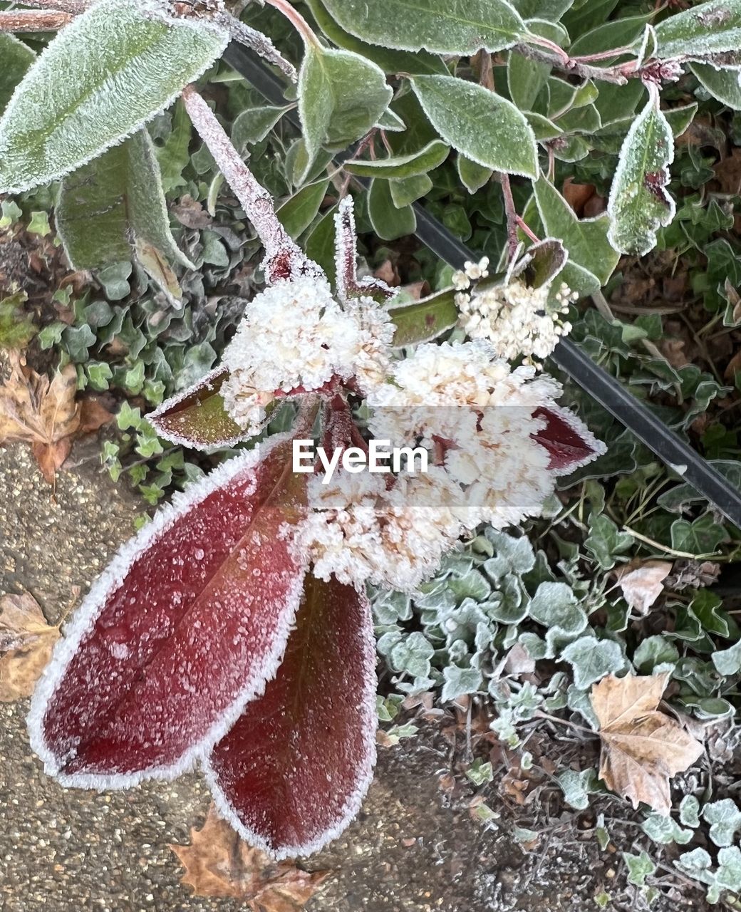 nature, plant, leaf, plant part, growth, day, no people, high angle view, beauty in nature, frost, flower, land, close-up, cold temperature, outdoors, fragility, winter, field, frozen, snow, ice