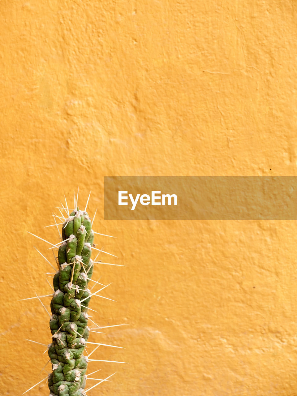 Close-up of cactus against orange background