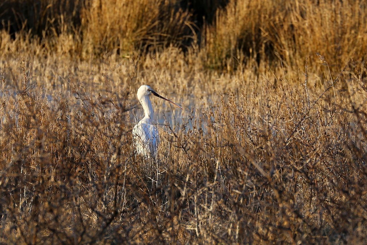 High angle view of white heron on grass