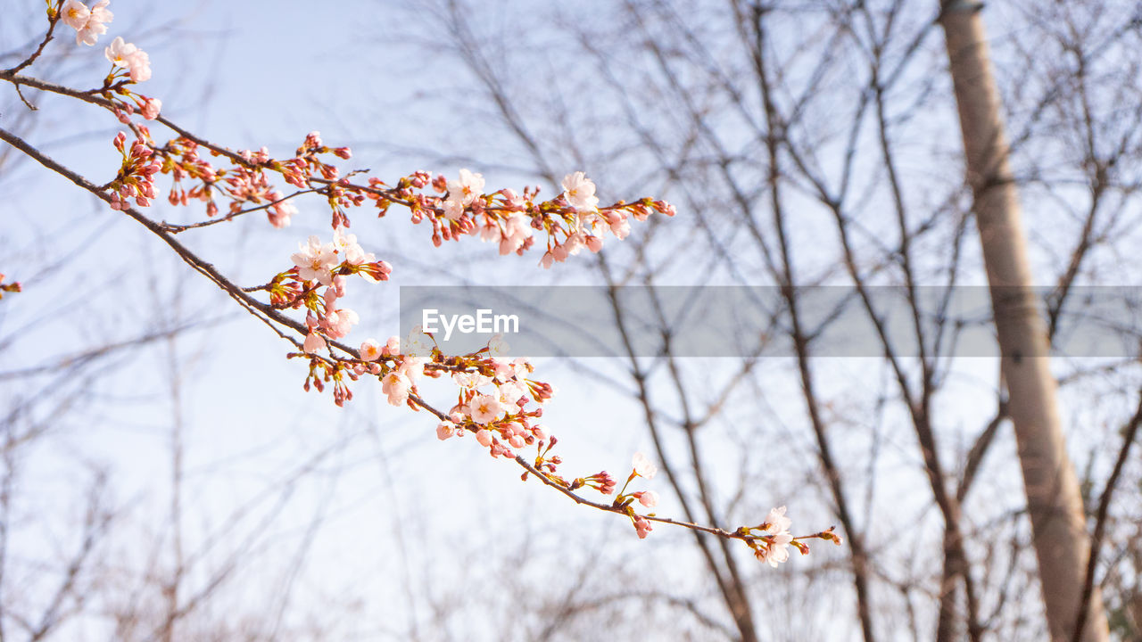 Low angle view of cherry blossoms against sky