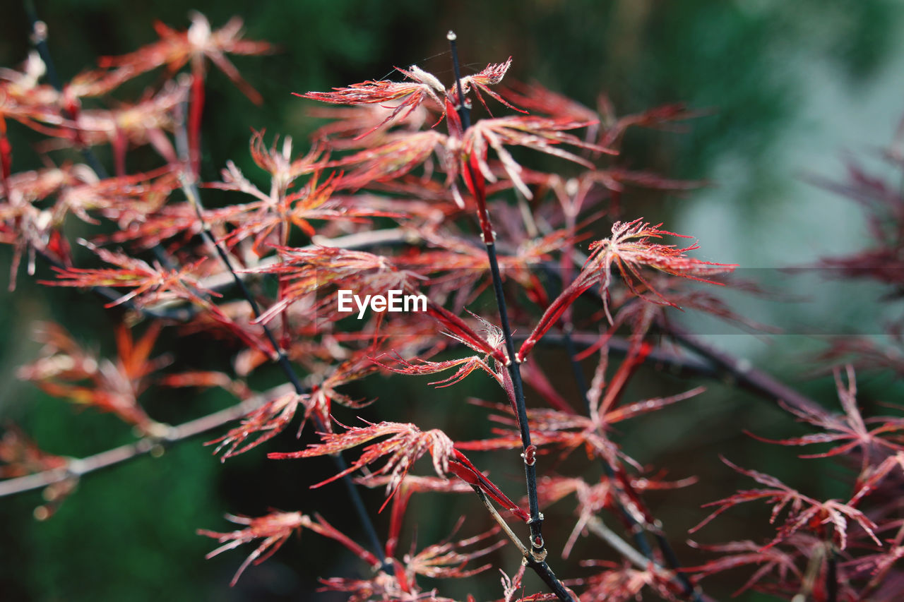 Close-up of leaves on branch