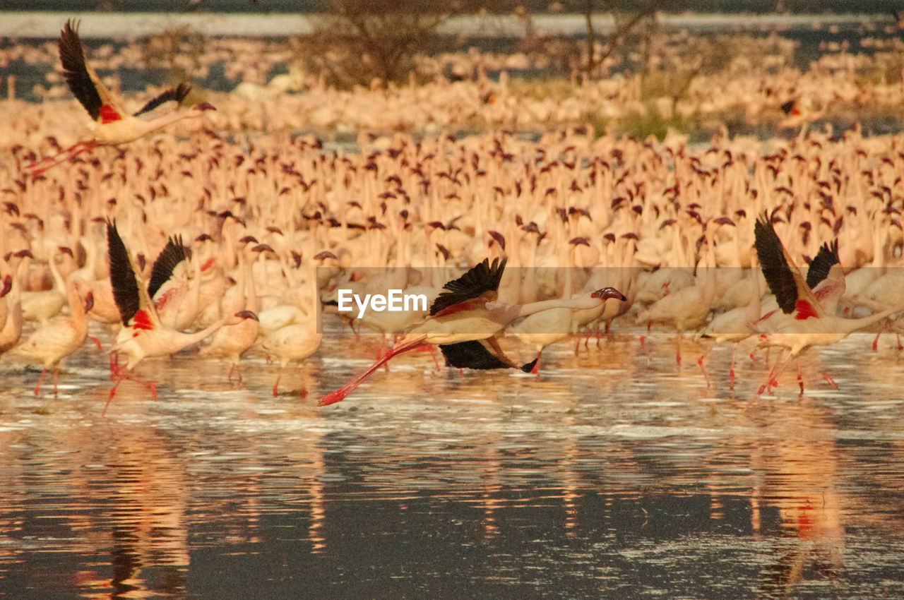 Flock of birds in lake