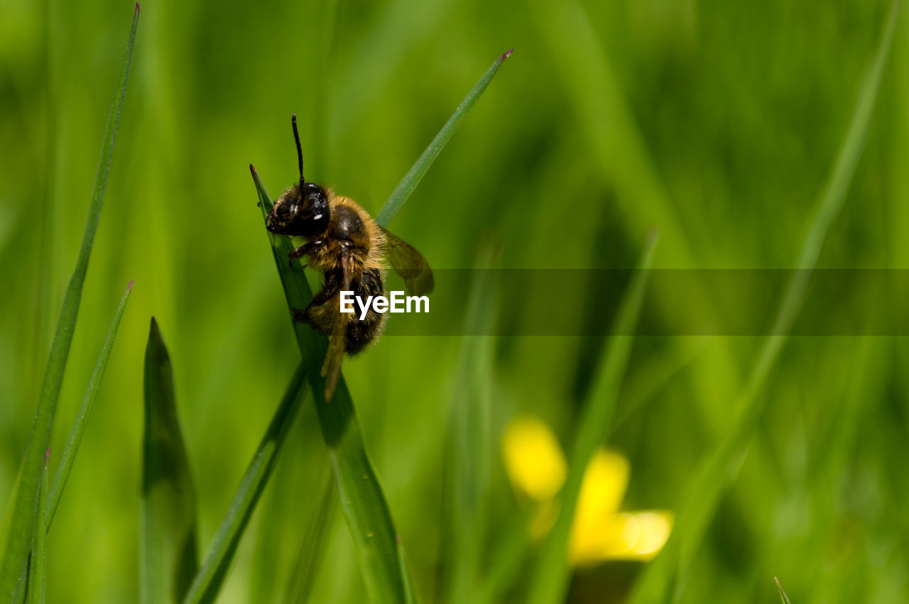 Close-up of bee pollinating on grass