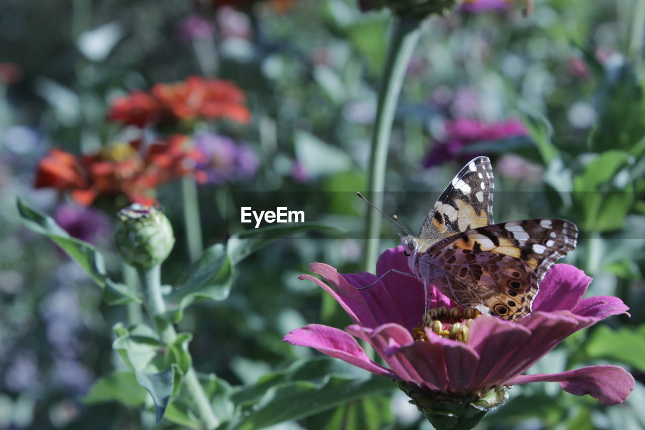 Close-up of butterfly on pink flowers blooming outdoors