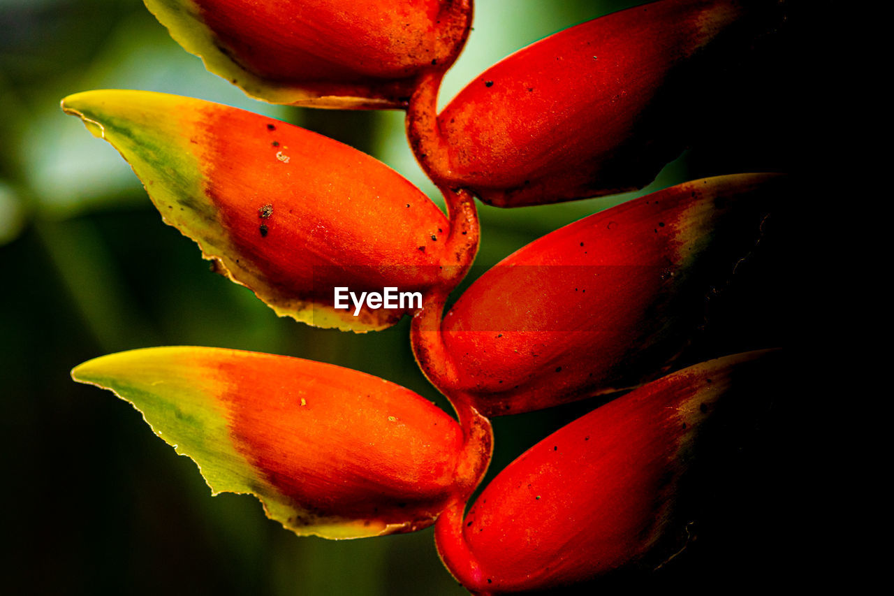 flower, petal, plant, red, leaf, freshness, macro photography, close-up, yellow, nature, flowering plant, beauty in nature, no people, fruit, plant stem, food and drink, growth, food, healthy eating, outdoors, plant part, inflorescence, flower head, wellbeing