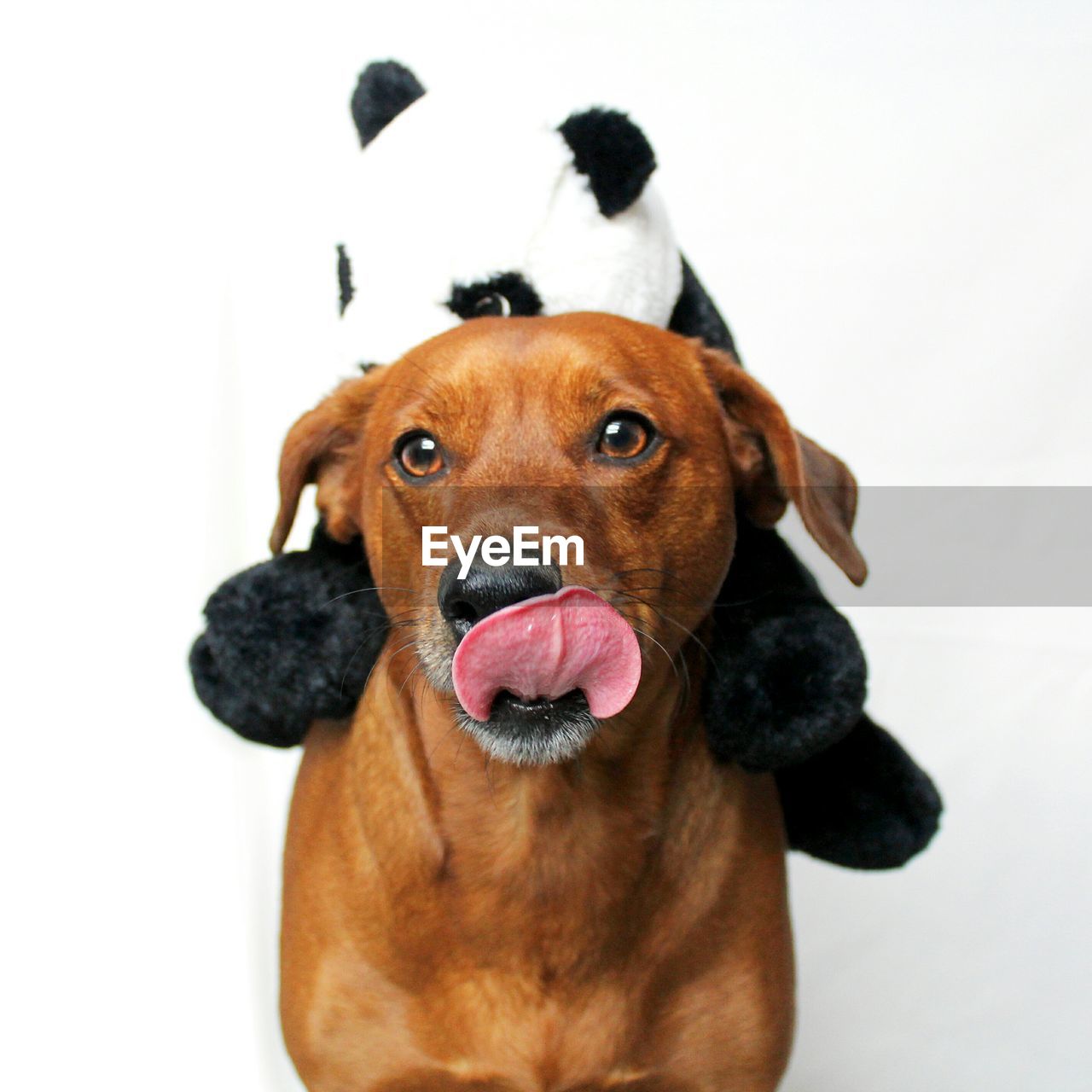 Dog with panda teddy bear