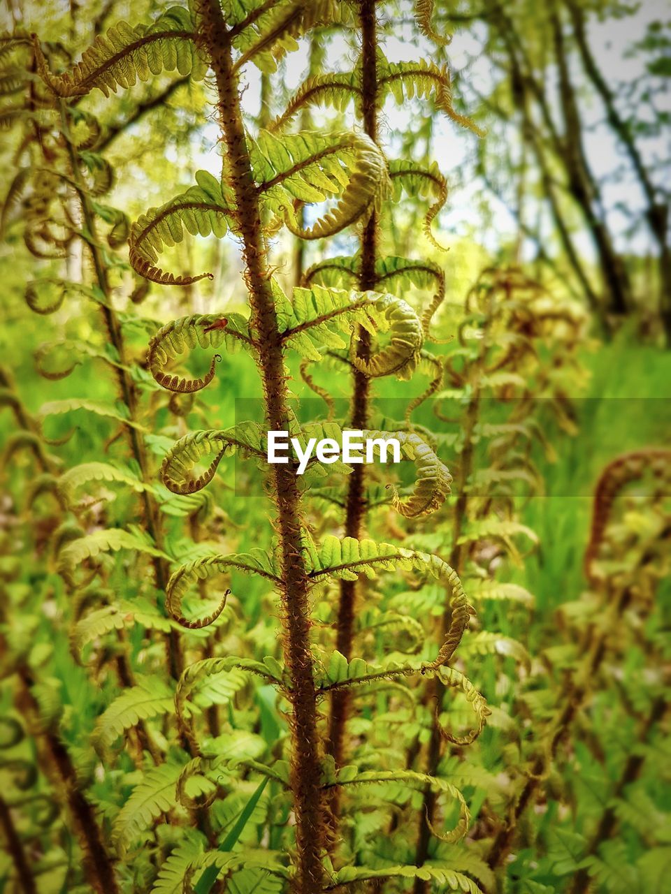 CLOSE-UP OF FRESH PLANT