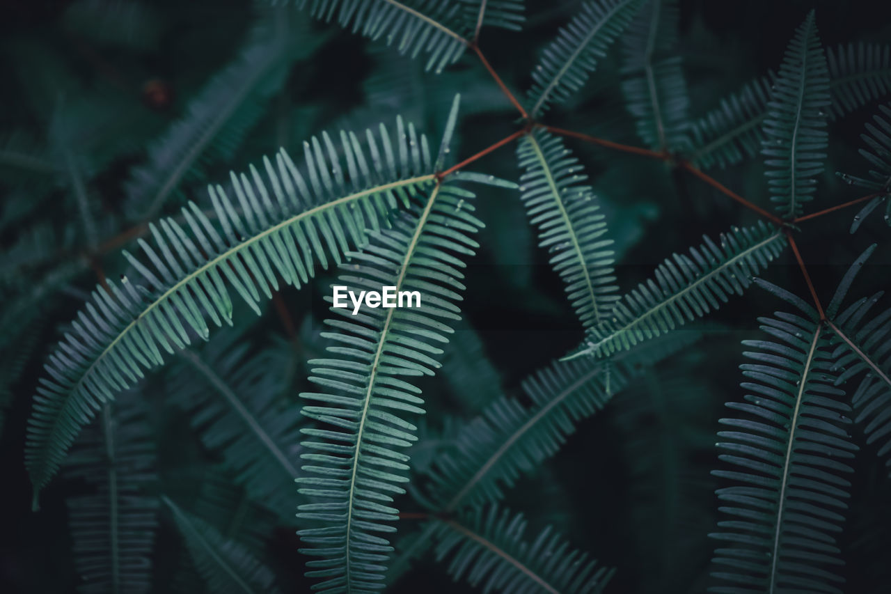 CLOSE-UP OF FERN LEAVES ON PLANT