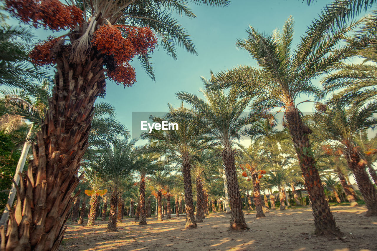 VIEW OF PALM TREES ON FIELD