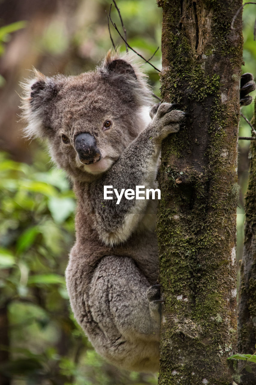 Koala at great otway national park