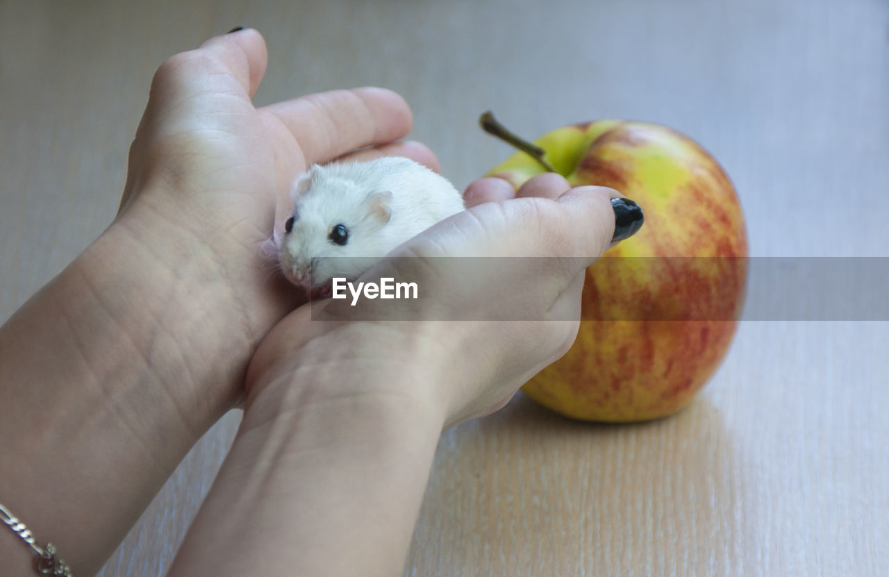 CLOSE-UP OF PERSON HAND HOLDING FRUITS