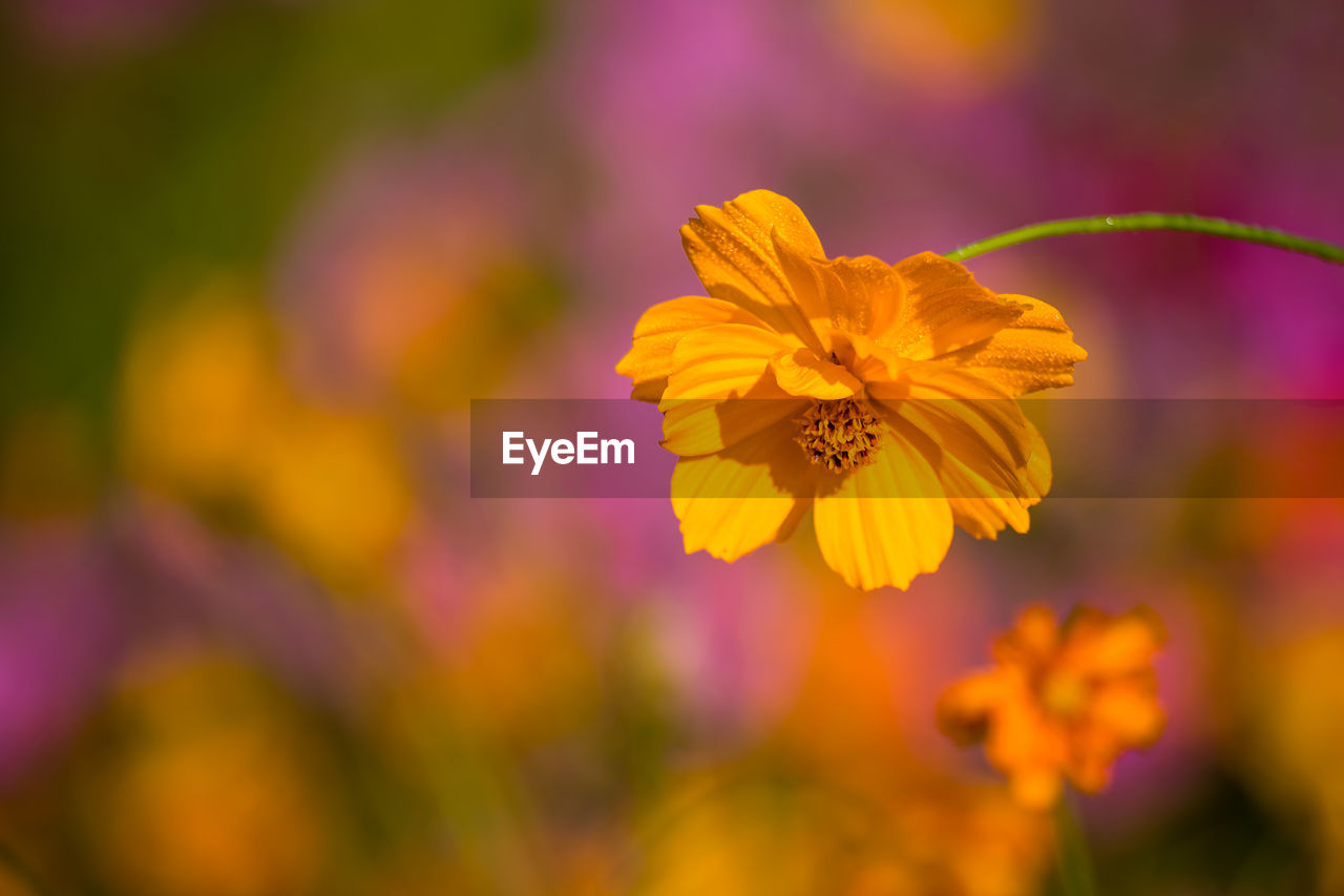 Close-up of flowers blooming outdoors