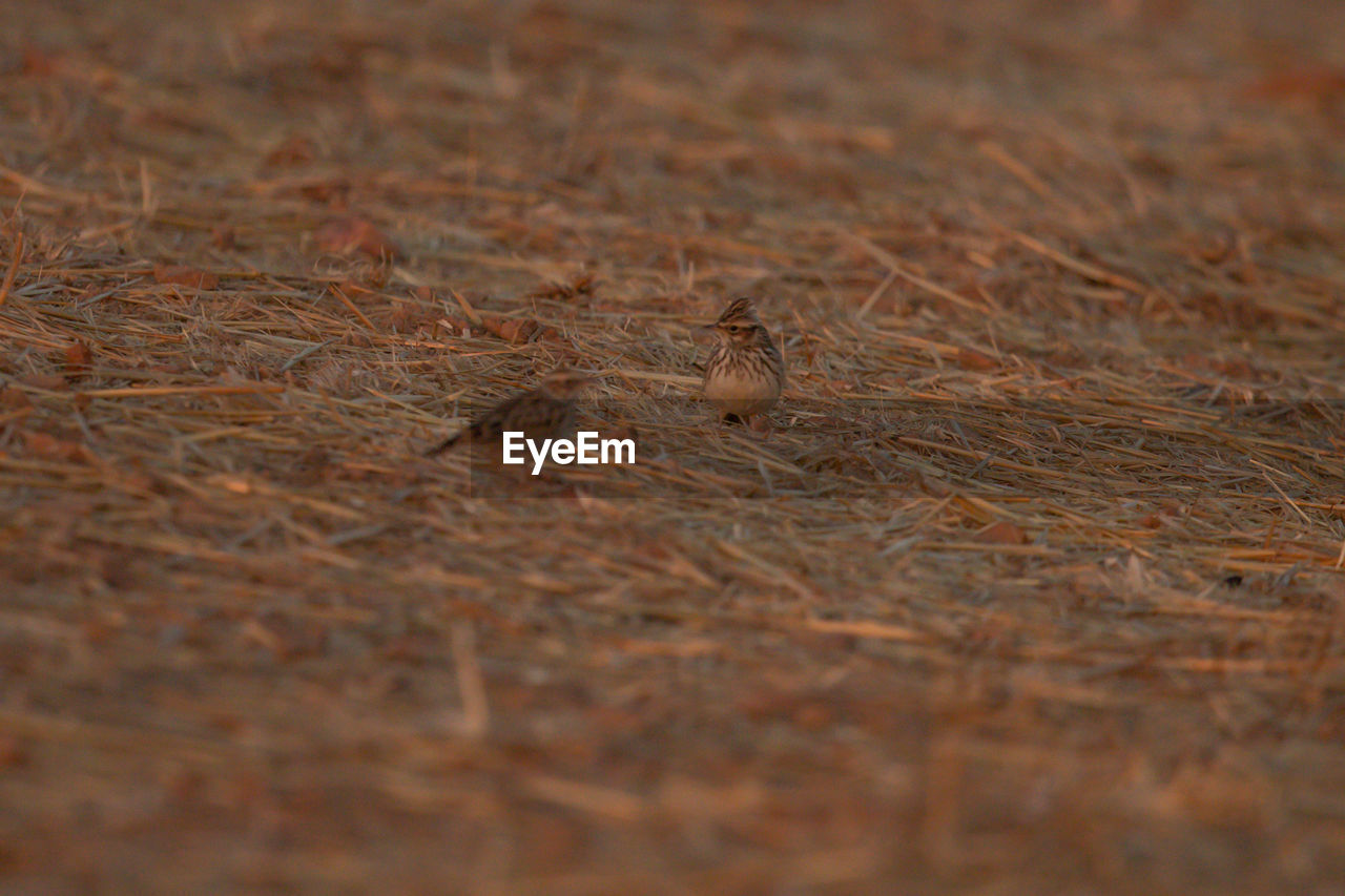 CLOSE-UP OF BIRD ON DRY LAND