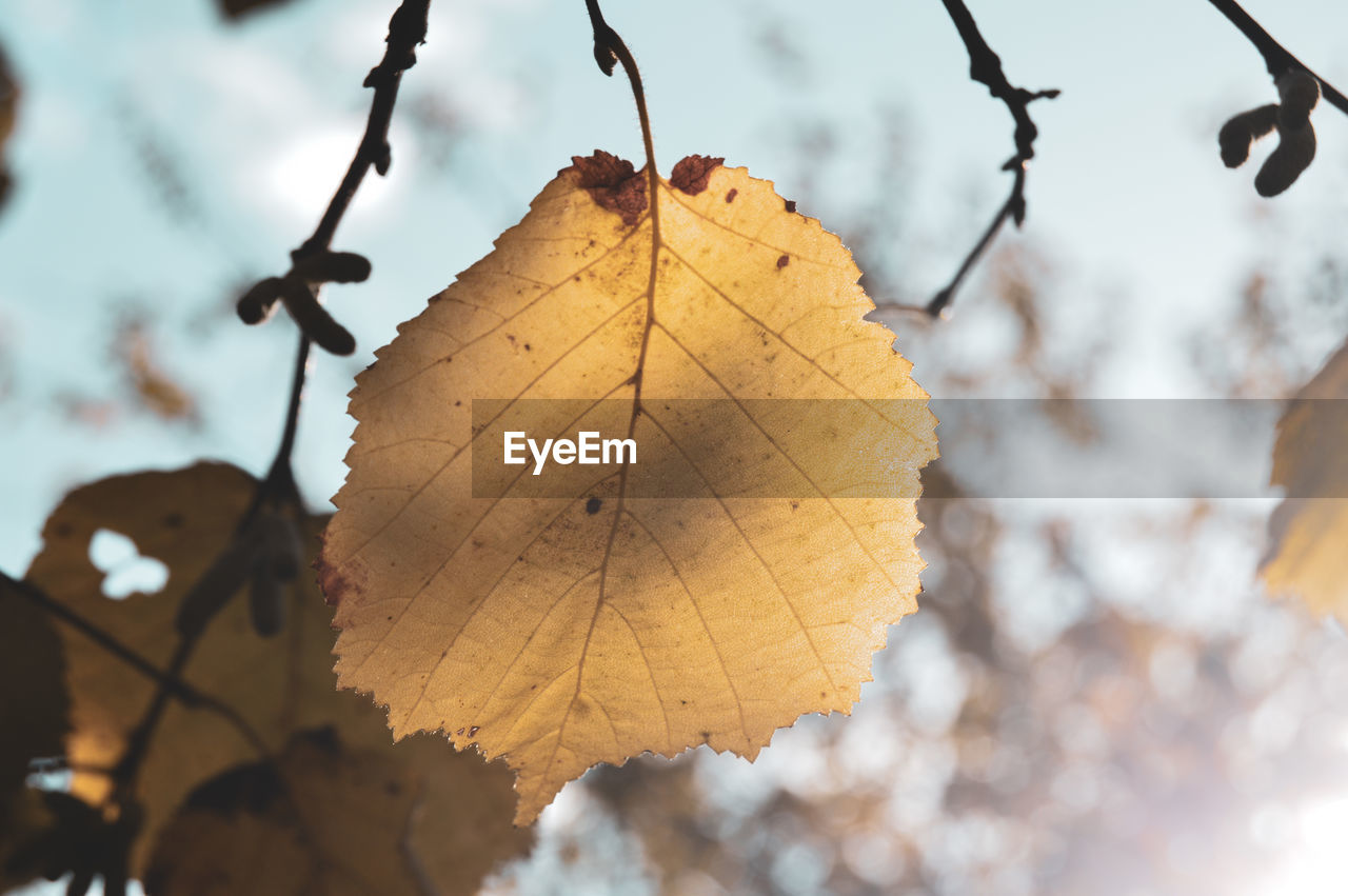 Close-up of maple leaf on tree