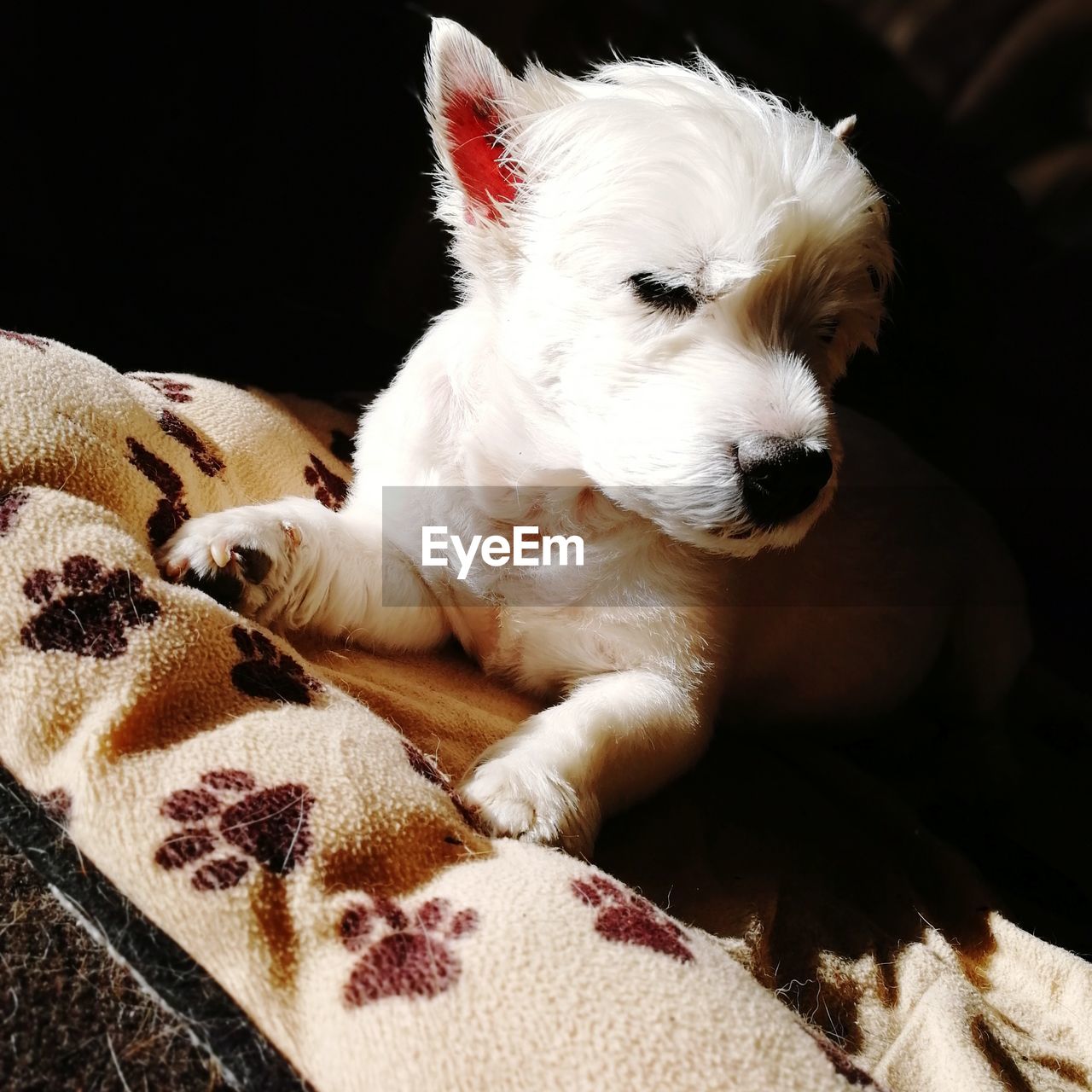 CLOSE-UP OF PUPPY RESTING ON BED