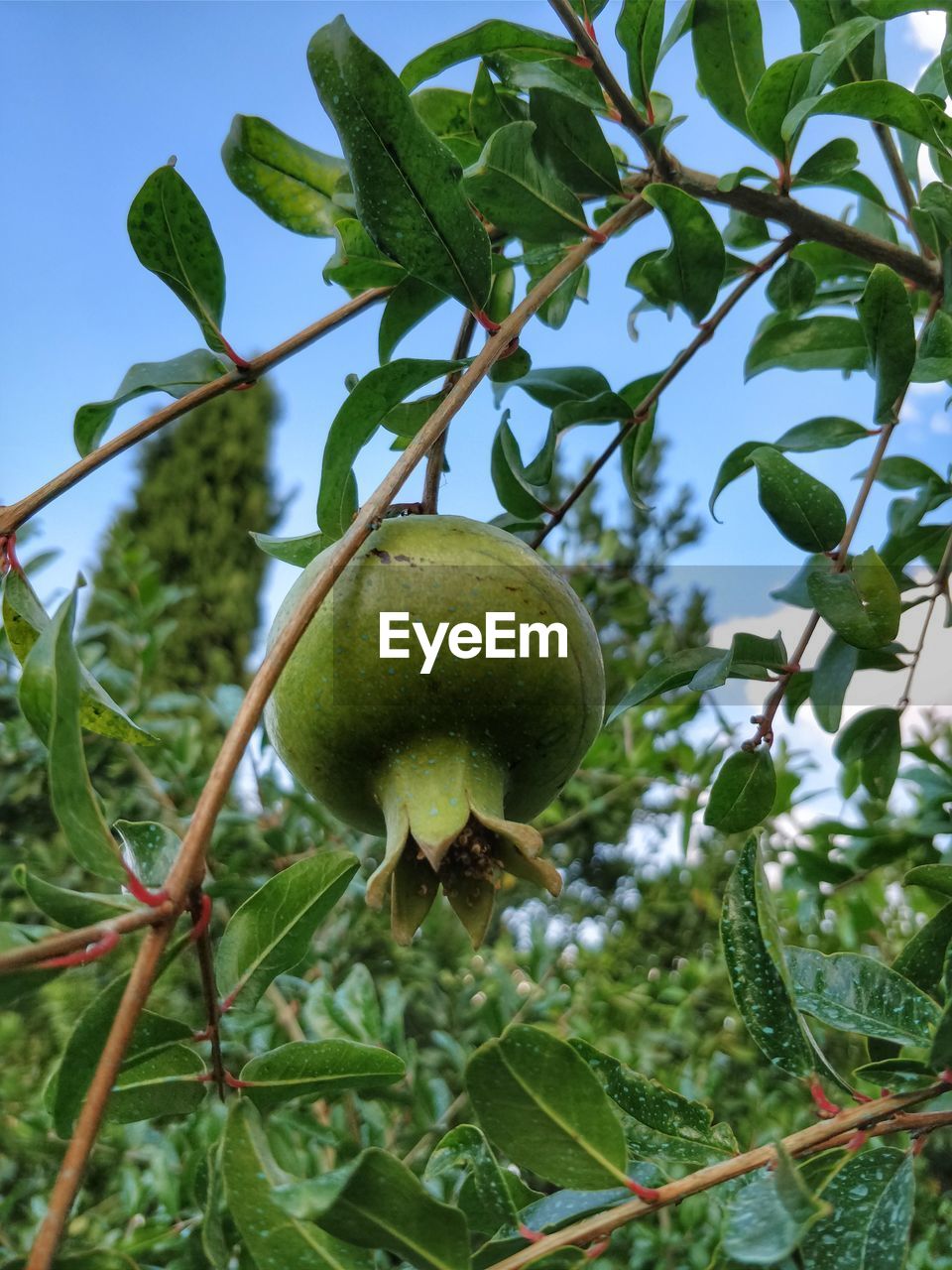 LOW ANGLE VIEW OF FRUIT GROWING ON TREE AGAINST SKY