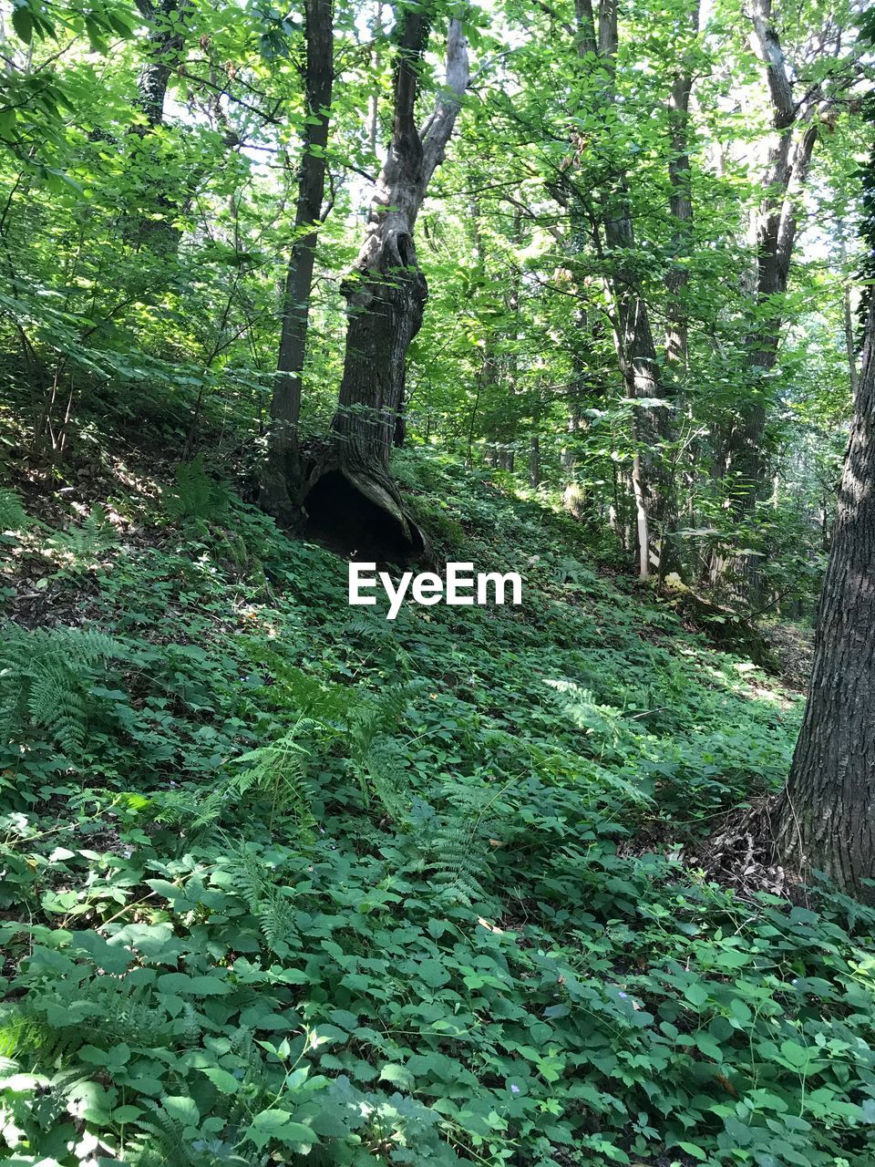 SCENIC VIEW OF TREES IN FOREST