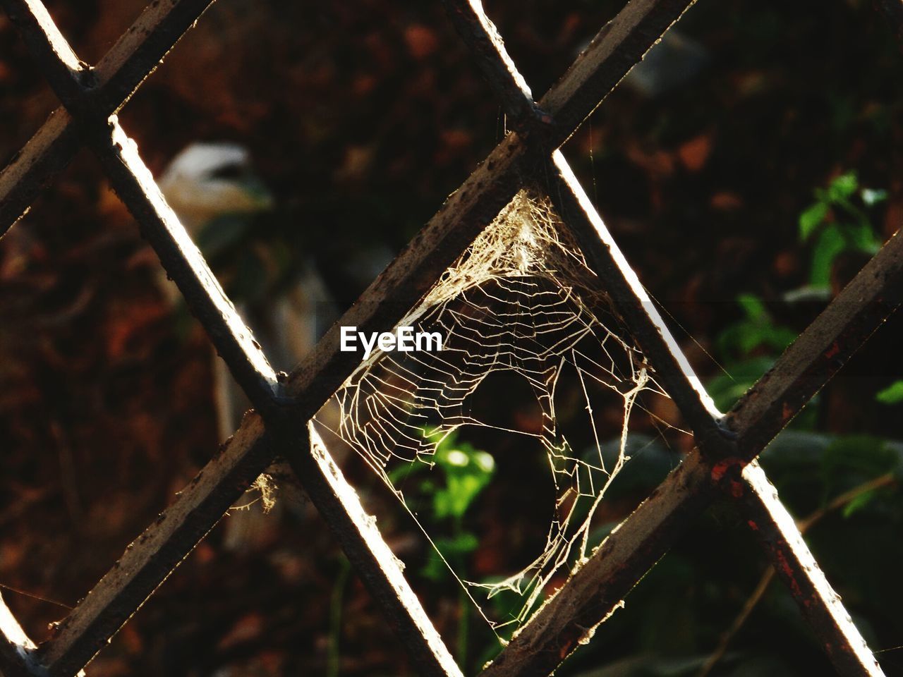 Close-up of spider web on rusty metal