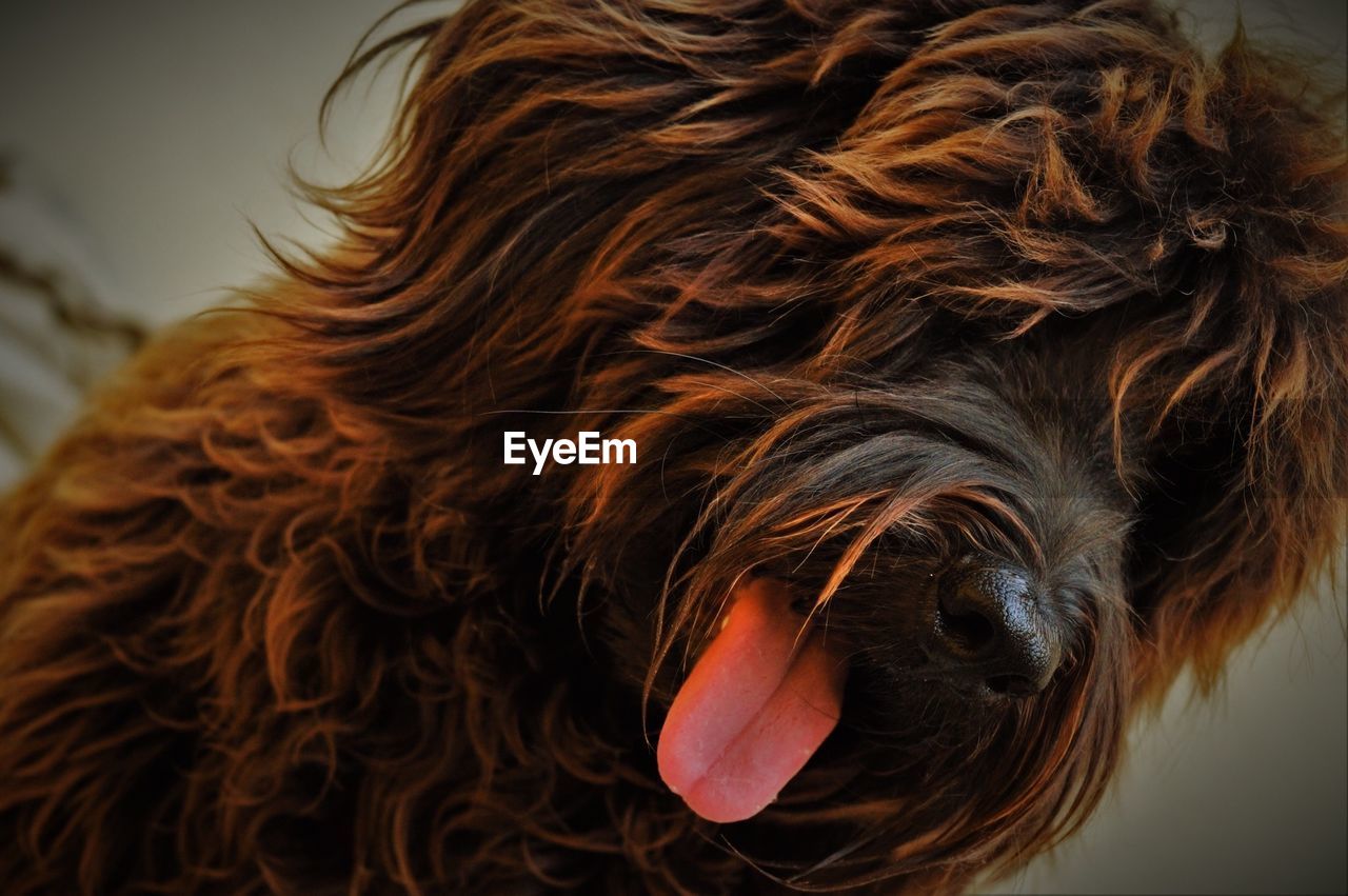 Close-up of brown hairy dog sticking out tongue