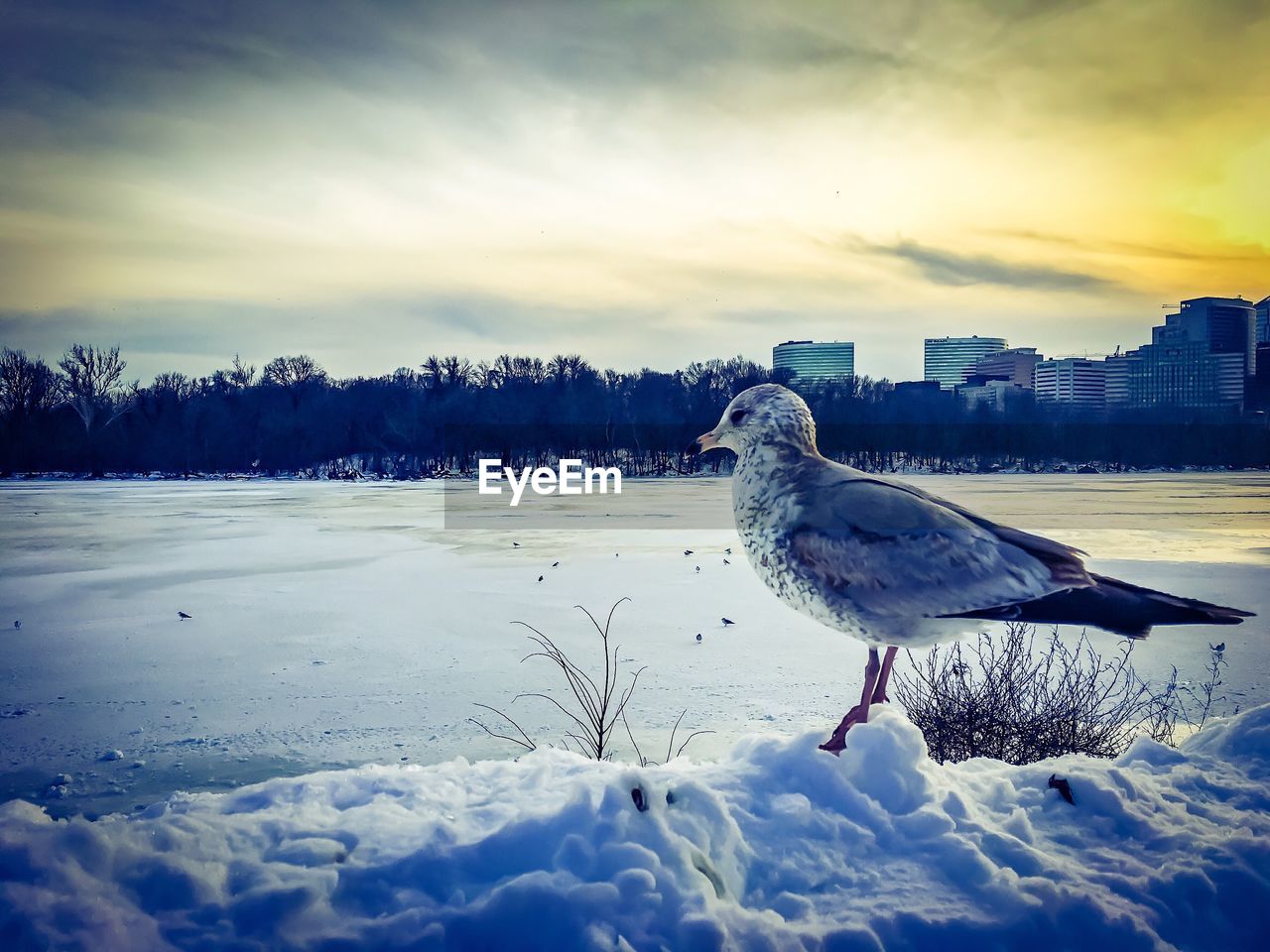 SNOW COVERED LANDSCAPE AGAINST CLOUDY SKY